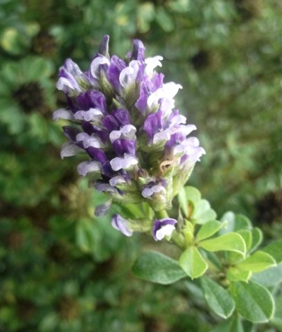 Otholobium bracteolatum flowers